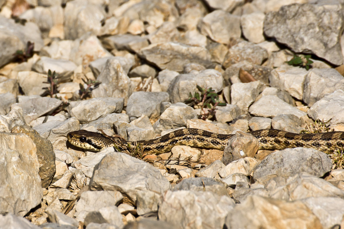 Elaphe quatuorlineata.giovane